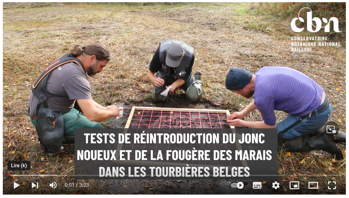 Vidéo : tests de réintroduction du Jonc noueux et de la Fougère des marais dans les tourbières belges