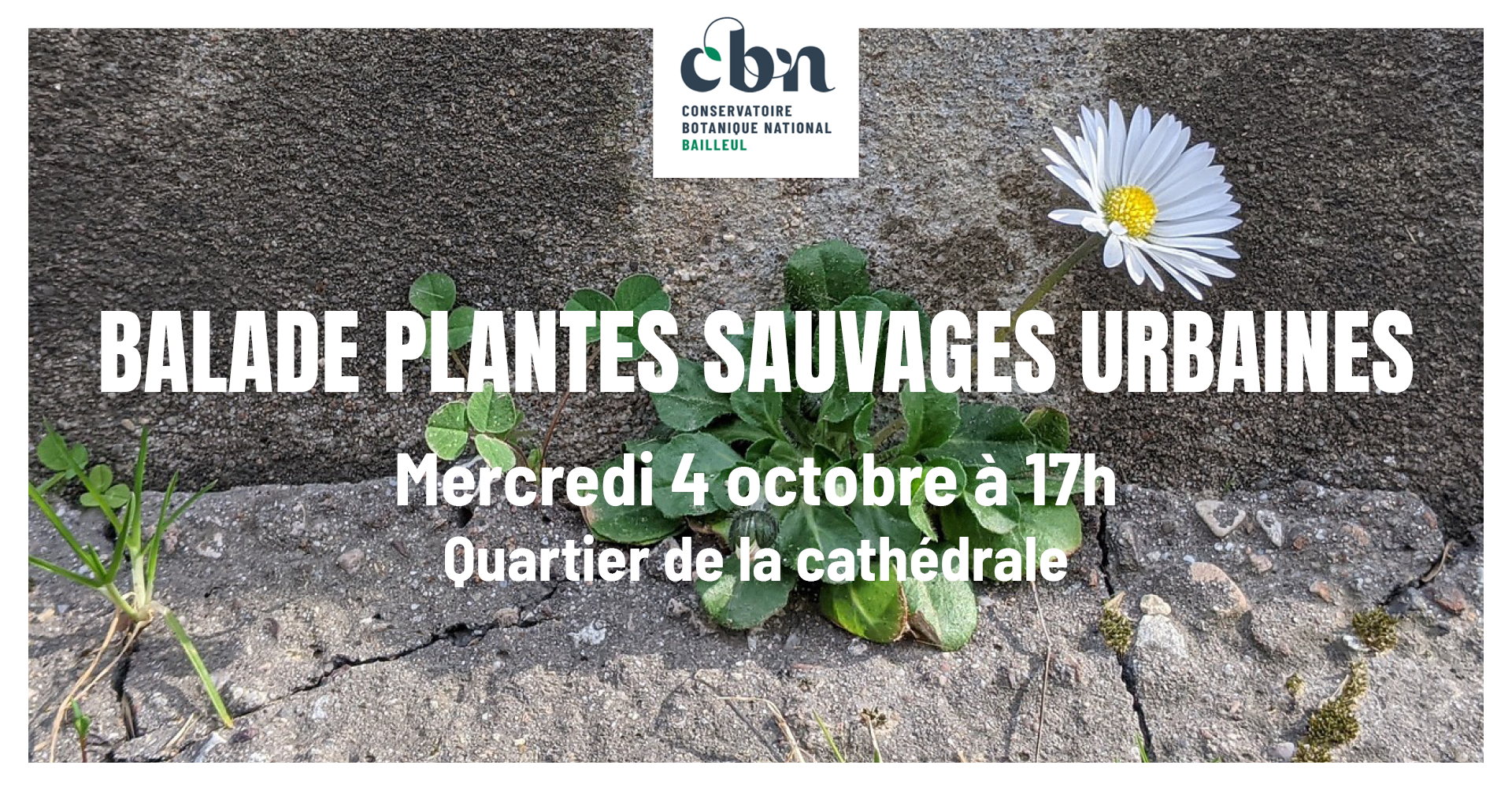 Sortie nature : "Les plantes sauvages urbaines de Rouen"