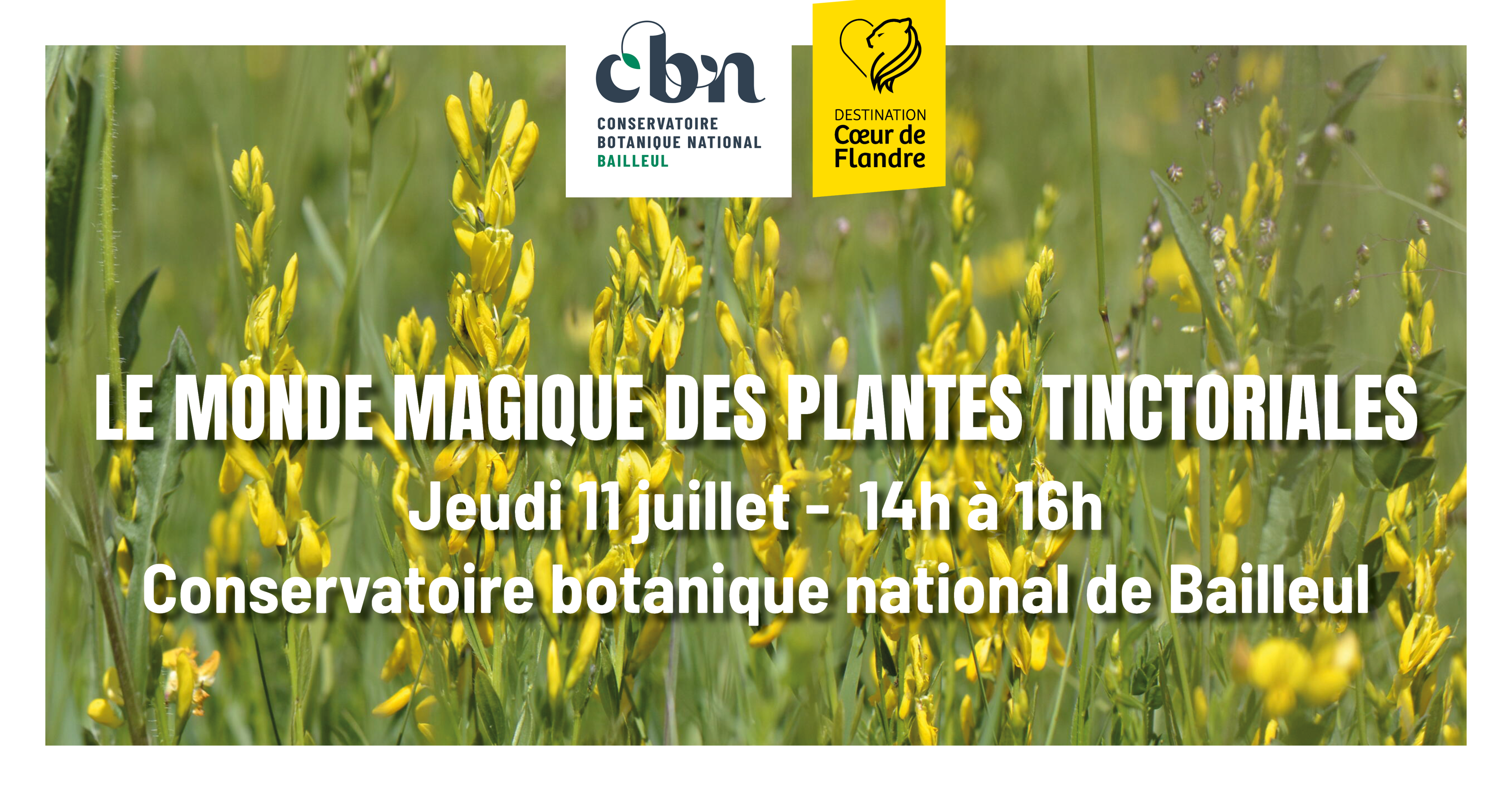Sortie nature : "le monde magique des plantes tinctoriales" au CBN de Bailleul