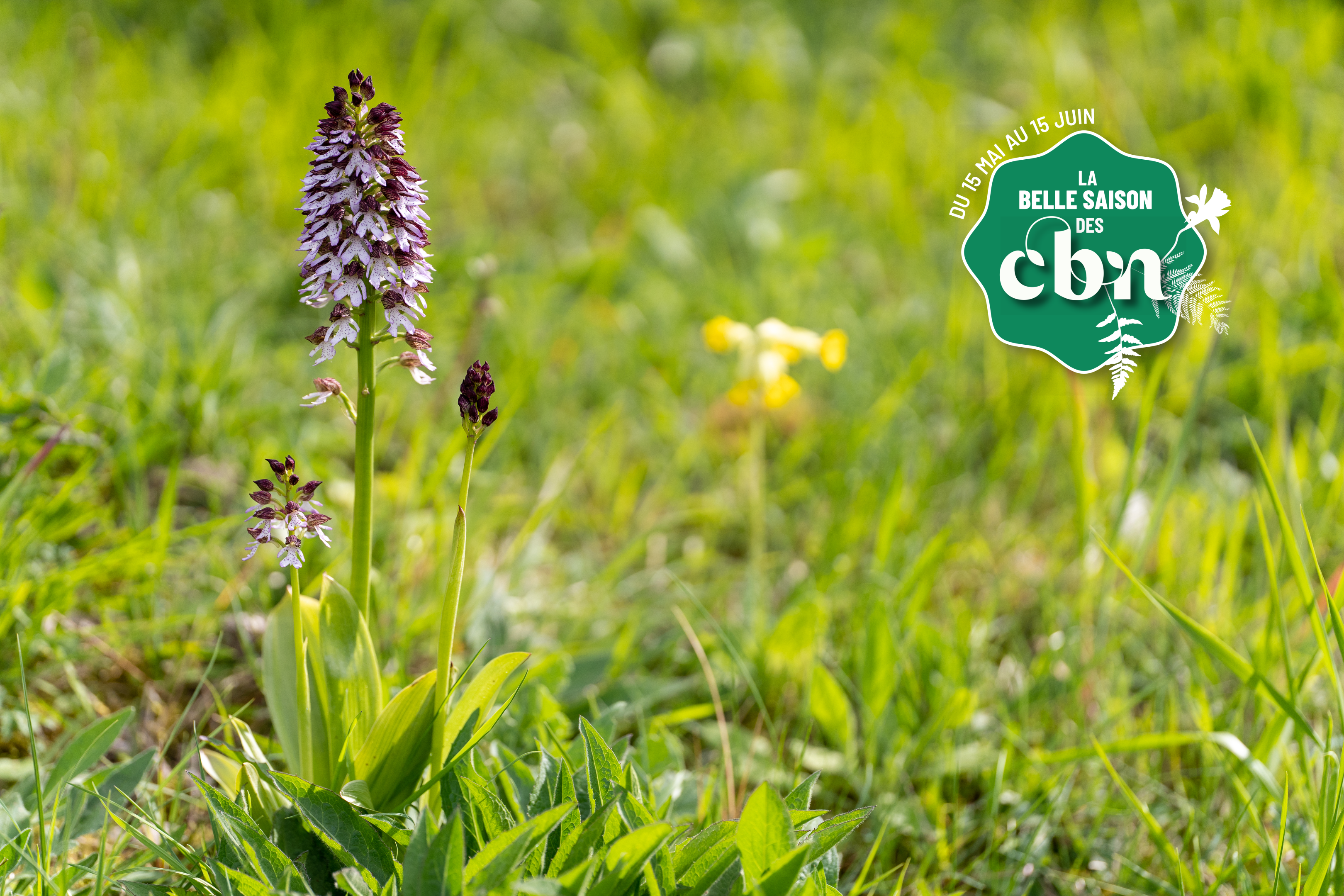 Conférence "La nature est belle" à l'Odyssée médiathèque de Lomme (Nord)