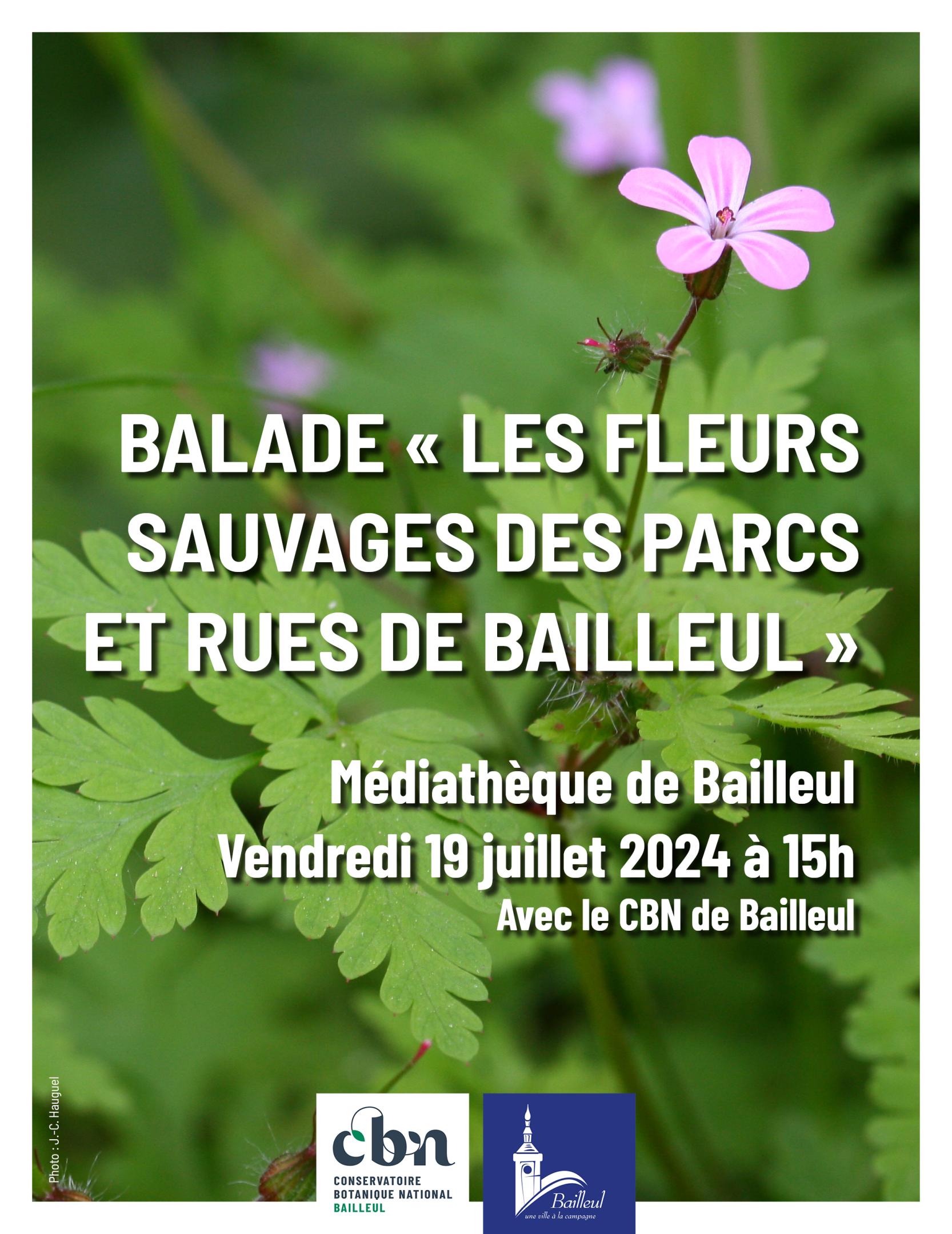 Balade "Les fleurs sauvages des parcs et rues de Bailleul" (Nord)