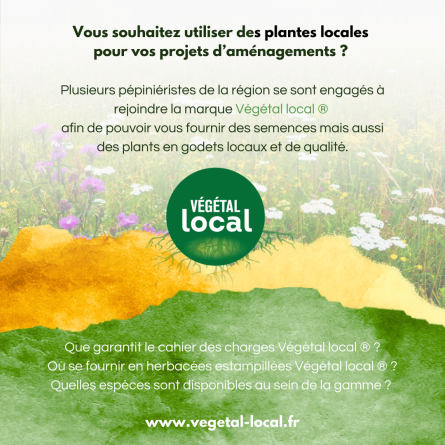  Se fournir en herbacées locales dans les Hauts-de-France, c’est possible grâce à la marque Végétal local® !