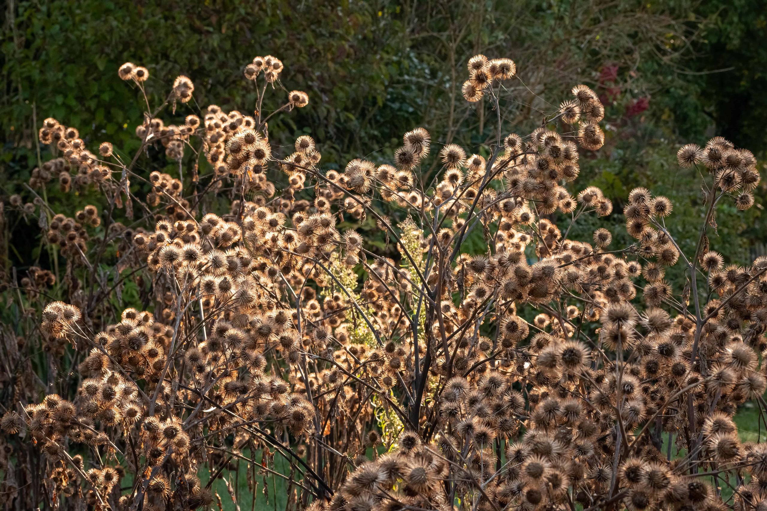 Sortie nature "récolte de graines de plantes sauvages" à Moreuil (Somme)