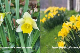 Narcisse jaune vs Grande jonquille