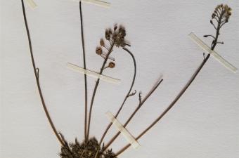 Teesdalia coronopifolia dans l’herbier BRAYER, J.-C HAUGEL