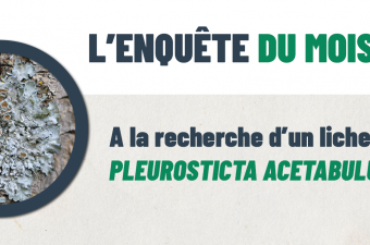 "L’enquête du mois : à la recherche d'un lichen ! Pleurosticta acetabulum"