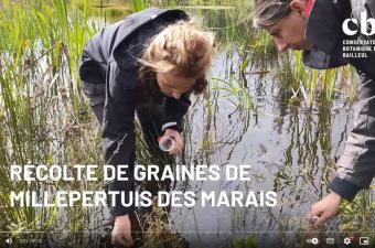 Vidéo : récolte de graines de Millepertuis des marais