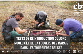 Vidéo : tests de réintroduction du Jonc noueux et de la Fougère des marais dans les tourbières belges