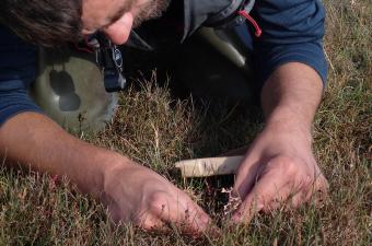 Suivi de la population d’Obione pedonculée (Halimione pedunculata) dans la Somme