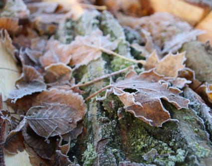 Sortie nature : « Préparation à la vie en conditions extrêmes : le grand froid ! » à Wavrin (Nord)