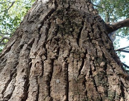 Rendez-vous nature :"Entre terre et ciel : les arbres du mont Noir" (Nord)