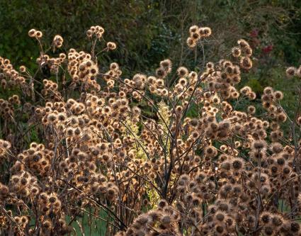 Sortie nature "récolte de graines de plantes sauvages" à Moreuil (Somme)