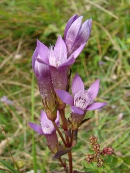 Protéger les plantes méditerranéennes dans les régions du Nord